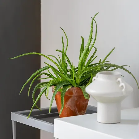 アパート - Kalwaryjska 34 Street